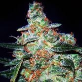 Cheese Auto (Expert Seeds) feminized