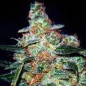 Cheese Auto (Expert Seeds) feminisiert