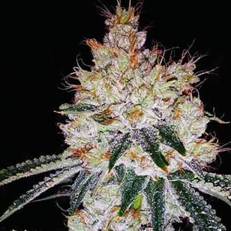 OGesus Auto (Expert Seeds) feminisiert