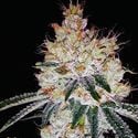 OGesus Auto (Expert Seeds) feminized