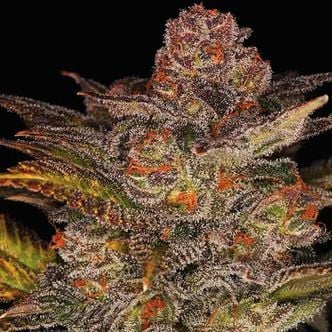 Glueberry Auto (Expert Seeds) Feminized