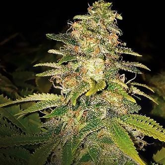 Critical Blue Auto (Expert Seeds) feminsiert