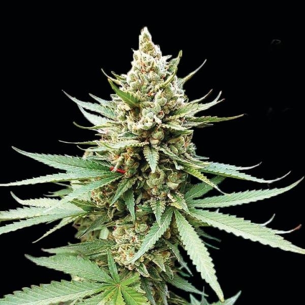 Purple Haze Feminisiert (G13 Labs)