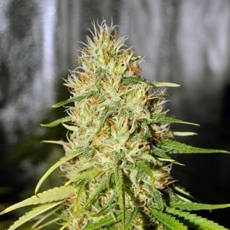 Double Black (G13 Labs) feminisiert