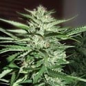 Pineapple Express (G13 Labs) feminisiert