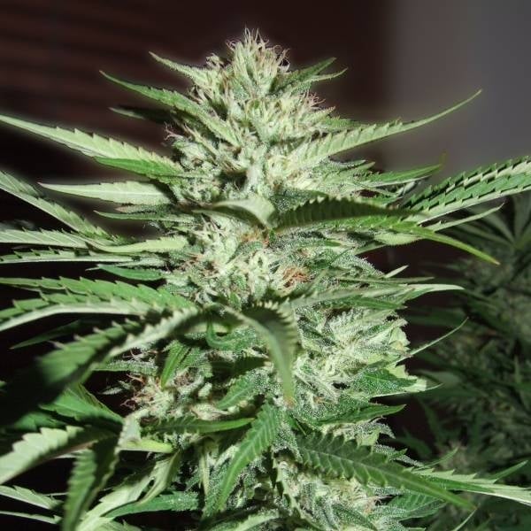 Pineapple Express (Feminizadas) - Barney's Farm semillas de marihuana