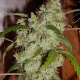 Mango x Widow (Mr. Nice) regular