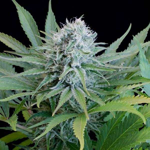 Sour Kosher Feminisiert (G13 Labs)