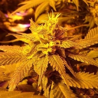 Fromage Blue (Pheno Finder) feminisiert