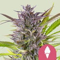 Green Gelato (Royal Queen Seeds) Feminisiert