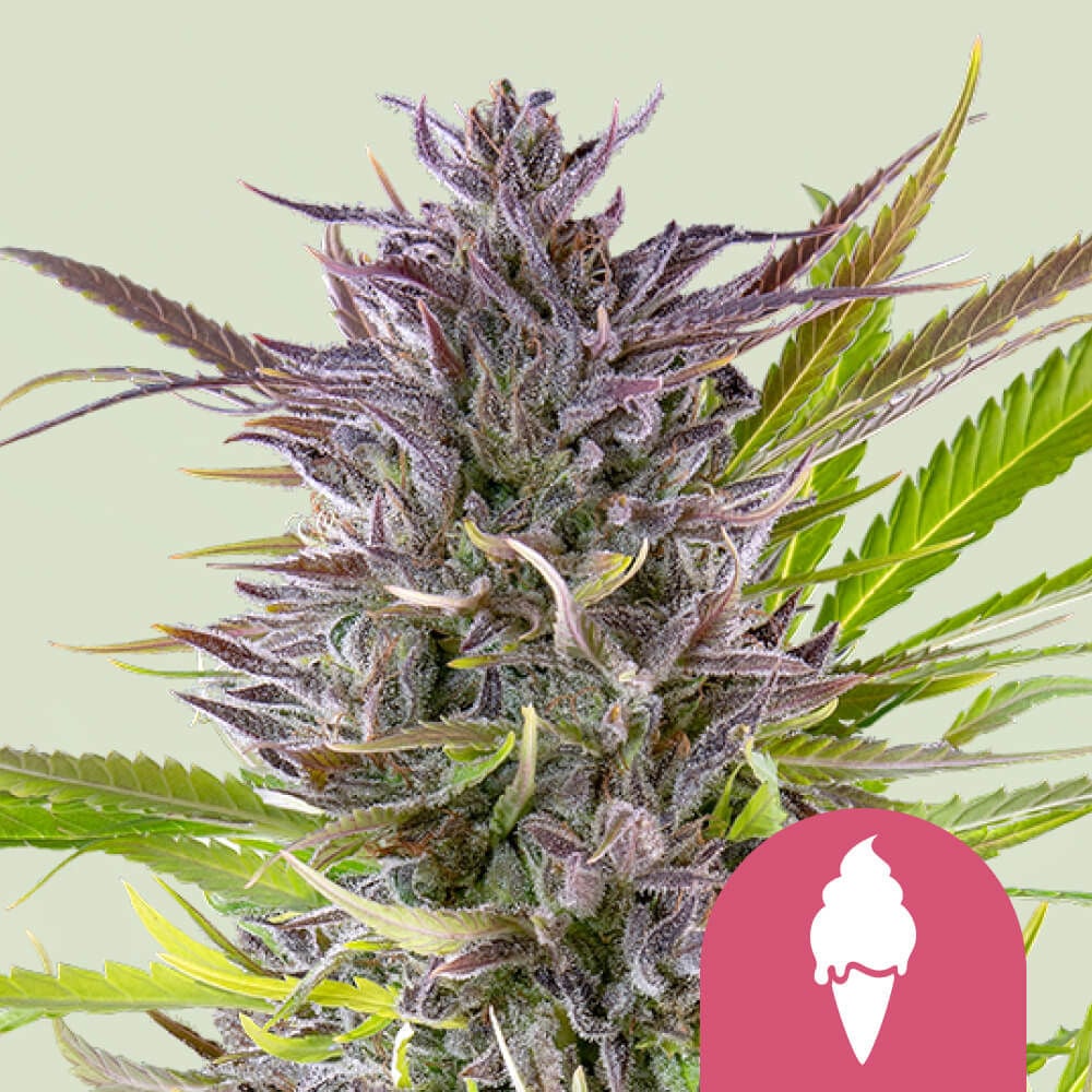 Green Gelato Feminisiert (Naledi Seeds)