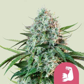 HulkBerry (Royal Queen Seeds) Feminized