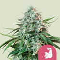 HulkBerry (Royal Queen Seeds) feminisiert