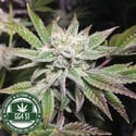 Original Glue | GG4S1 (GGStrains) Feminized