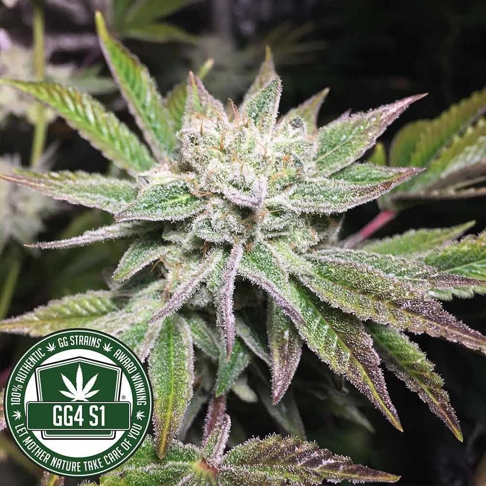 Gorilla Glue #4S1 Feminisiert (GG Genetics)