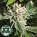 Original Glue | GG4S1 (GGStrains) Feminized