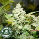 Original Glue | GG4S1 (GGStrains) Feminized