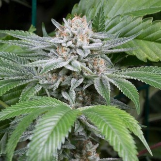 Gorilla (Dinafem) feminized