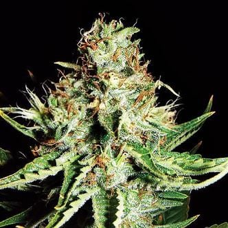 Sweet Cream Auto (Expert Seeds) feminisiert