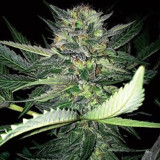 Critical Lights (Expert Seeds) feminisiert