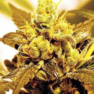 Fruit Salad (Expert Seeds) feminisiert