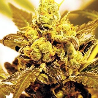 Fruit Salad (Expert Seeds) feminisiert