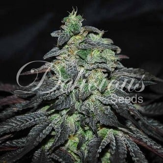 Golosa (Delicious Seeds) feminized