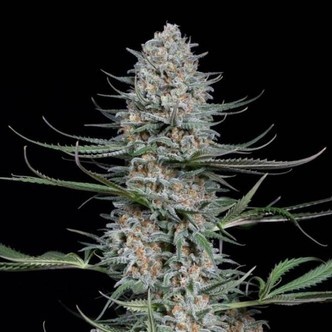 Quick Critical+ (Dinafem) feminized