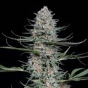 Quick Critical+ (Dinafem) Feminized