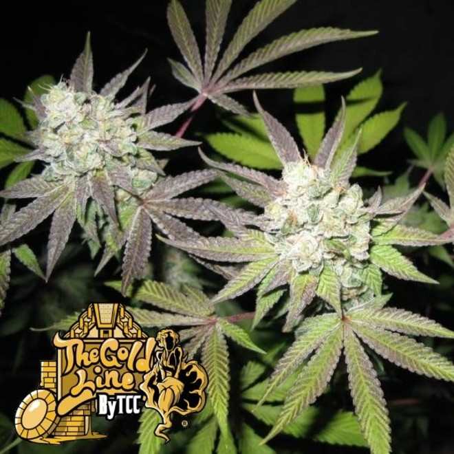 Tiramisu Cannabis Seeds The Cali Connection Zamnesia Tiramisu Cannabis Seeds The Cali Connection Zamnesia