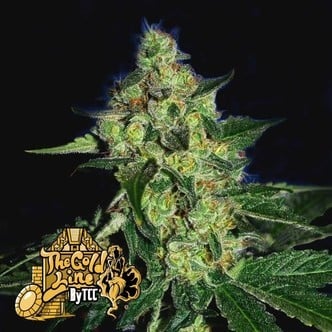 Sugar Mill (Cali Connection) feminized