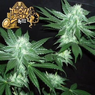 Italian Ice (Cali Connection) feminized