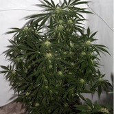 Skunk Haze (Mr. Nice) regular