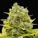 Dinamed CBD Plus (Dinafem) Feminized