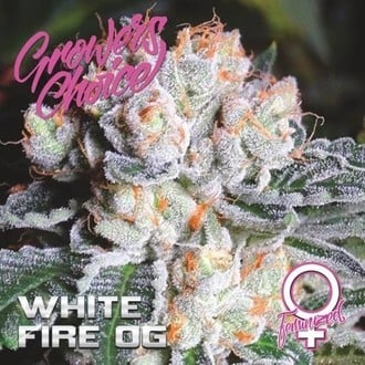 White Fire OG (Growers Choice) feminisiert