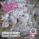 Banana Sherbet (Growers Choice) feminized