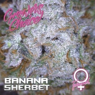 Banana Sherbet (Growers Choice) feminisiert