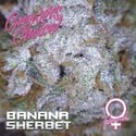 Banana Sherbet (Growers Choice) feminisiert