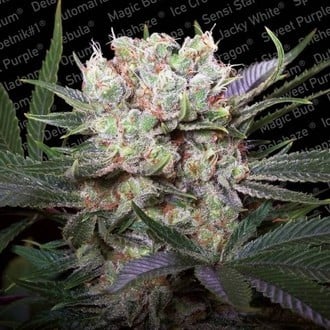 Californian Gold (Paradise Seeds) feminisiert