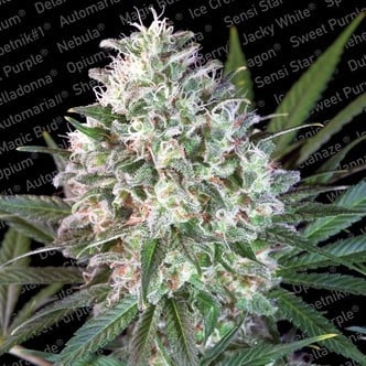 Space Cookies (Paradise Seeds) feminized