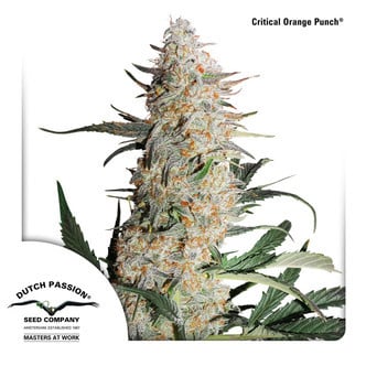 Critical Orange Punch (Dutch Passion) feminisiert