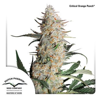 Critical Orange Punch (Dutch Passion) feminized