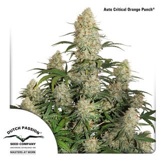 Auto Critical Orange Punch (Dutch Passion) feminized