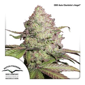 CBD Auto Charlotte's Angel (Dutch Passion) feminisiert