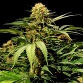 Bullshark (Bulldog Seeds) feminized