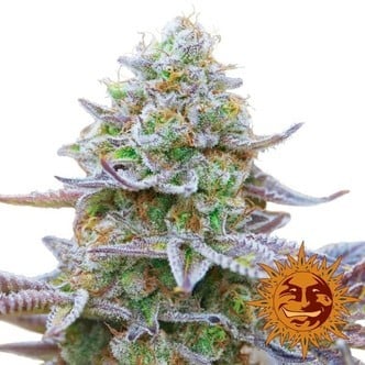 Gorilla Zkittlez (Barney's Farm) feminisiert