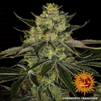 Gorilla Zkittlez (Barney's Farm) Feminized