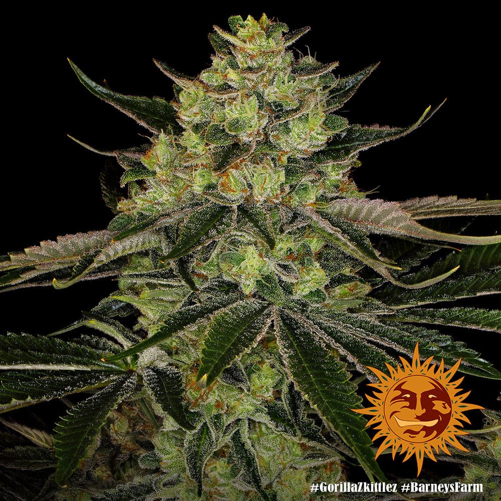 Gorilla Zkittlez (Barney's Farm) Feminisiert