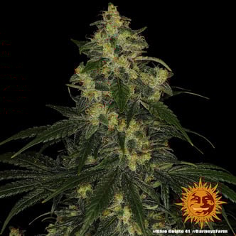 Blue Gelato 41 (Barney’s Farm) Feminized