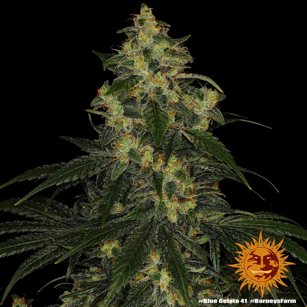 Blue Gelato 41 (Barney's Farm) feminisiert